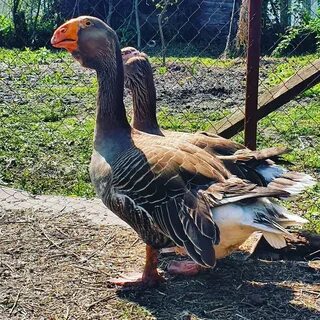 Бойцовские гуси