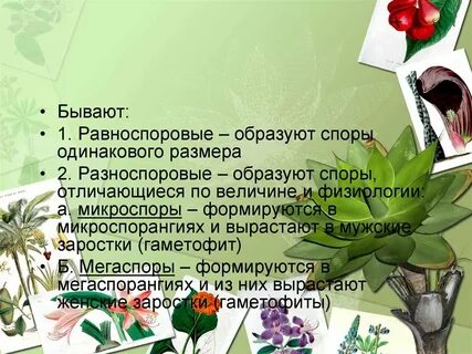 Растение образующее споры называется гаметофит
