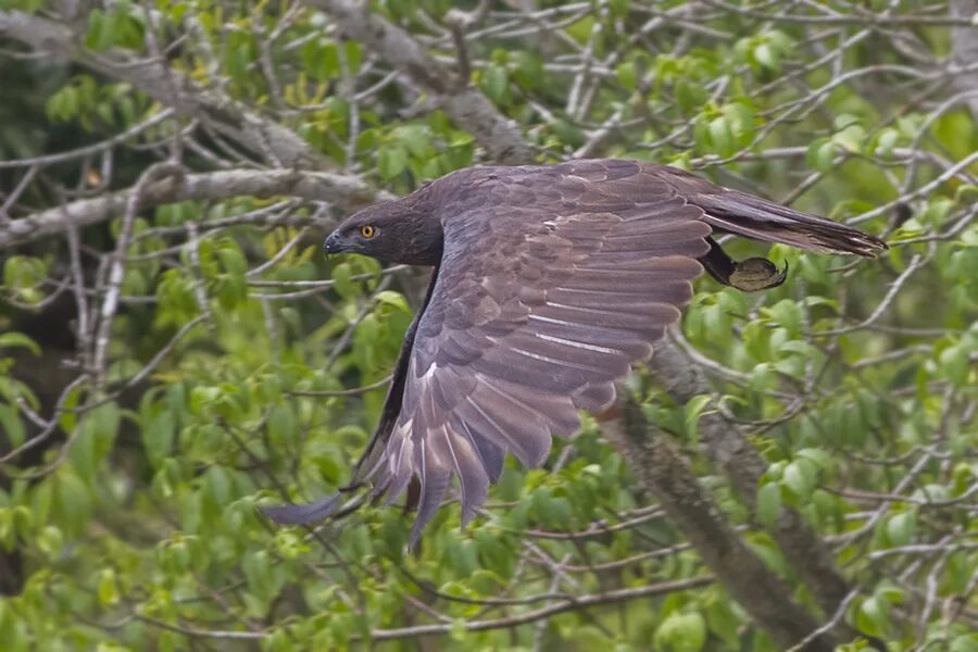 Hawk eagle