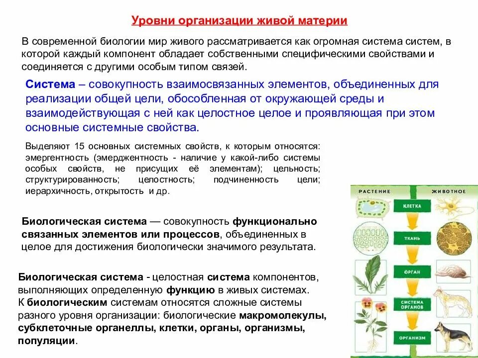 Уровни организации биология. Уровни организации живой материи биологическая система. Уровни организации биологических систем. Уровни организации жизни биология. Примеры уровней организации живых систем