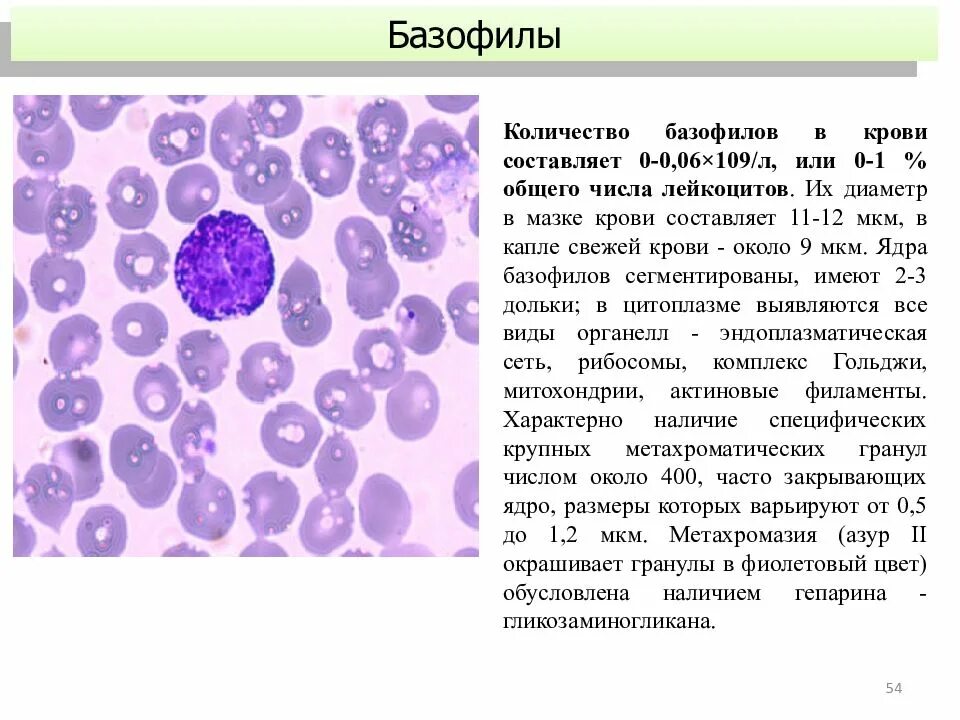 Базофилы в крови 1. Базофилы мазок крови. Базофилы в мазке крови. Количество базофилов в крови составляет:. Эозинофилы в мазке крови.