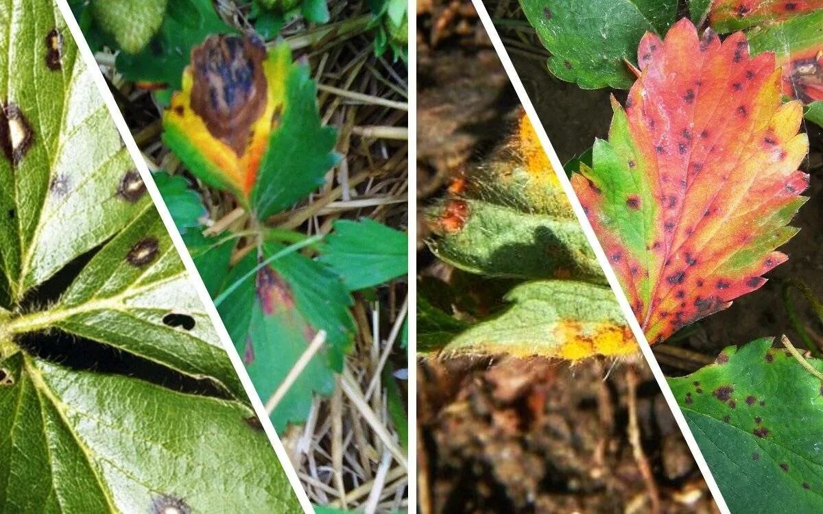 Септориоз (белая пятнистость) томатов. Поражение растений болезнями и вредителями. Аскохитозная пятнистость роз. Щитовка на розах. Поражение растений болезнями и вредителями.