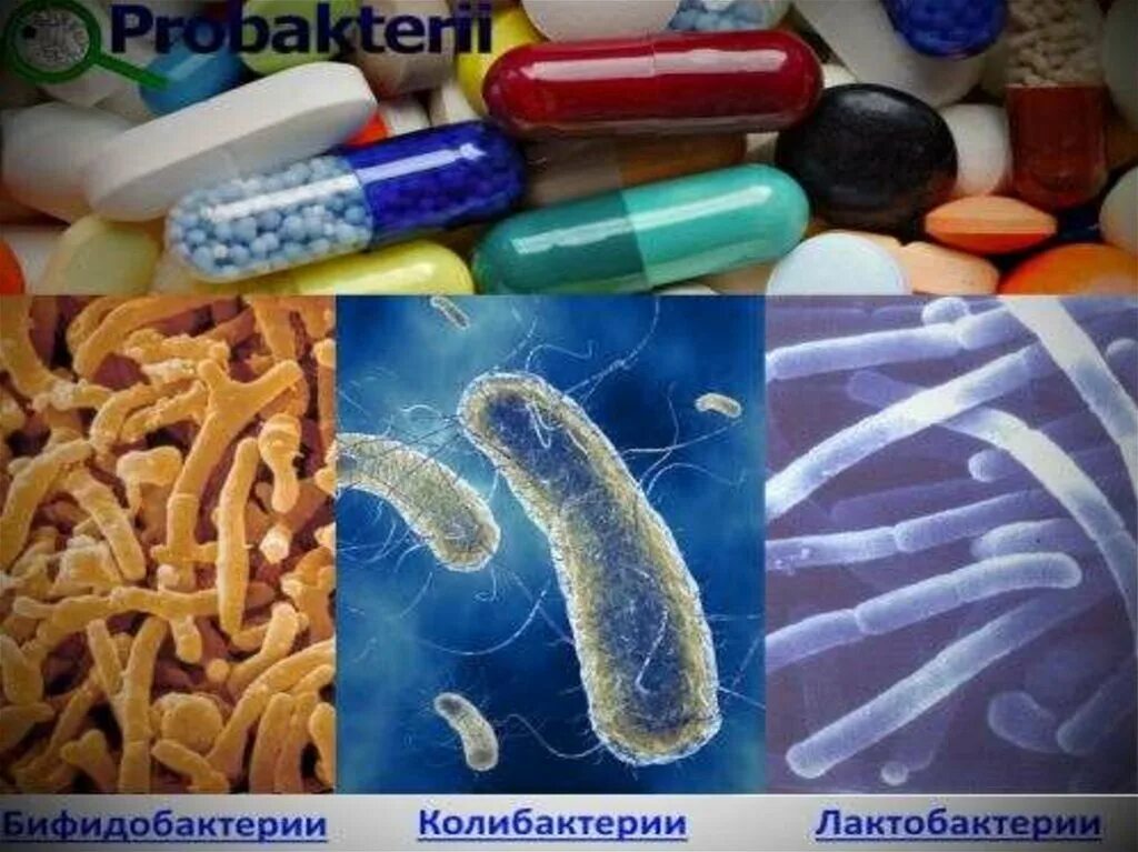 Бифидобактерии человек. Лекарства из микроорганизмов. Бактерии в фармацевтике. Бактерии для изготовления лекарств. Бактерии в производстве лекарств.
