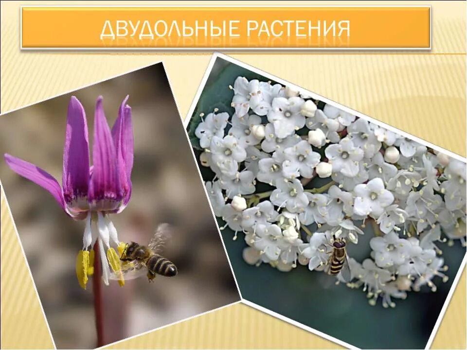 растения которые относятся к двудольным. двудольные растения текст. двудольные растения. семейства однодольных и двудольных растений. растения относящиеся к классу двудольные.