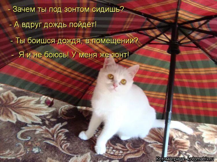 утренний апрельский дождик. дождь иллюстрация. неожиданно пошел дождь. зачем мне снег зачем мне зонт. дождь дзен.