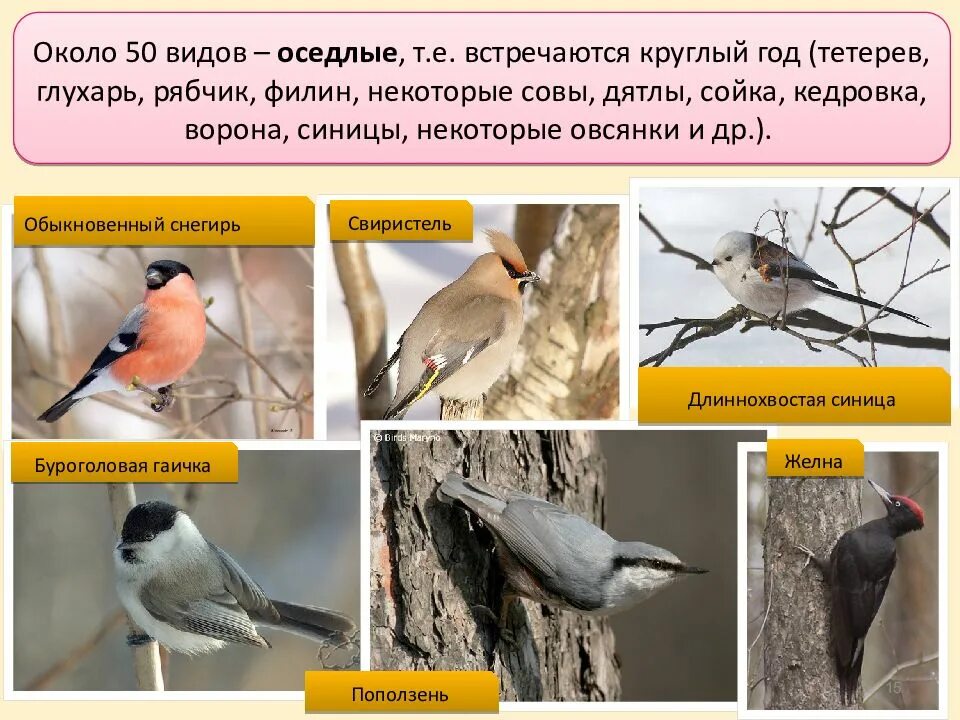 Оседлые птицы. Оседлые зимующие птицы. Оседлые птицы картинки. Оседлые виды птиц.