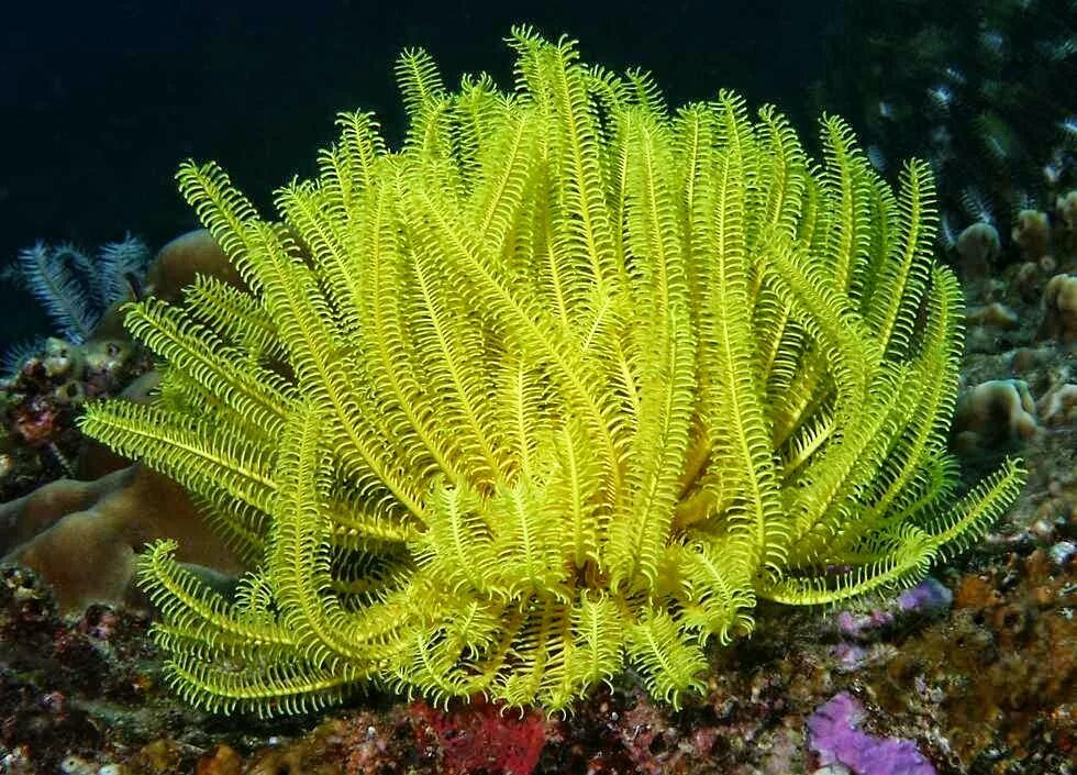 Криноидея морская Лилия. Перистая звезда морская Лилия. Heliometra glacialis. Беспозвоночное морская Лилия