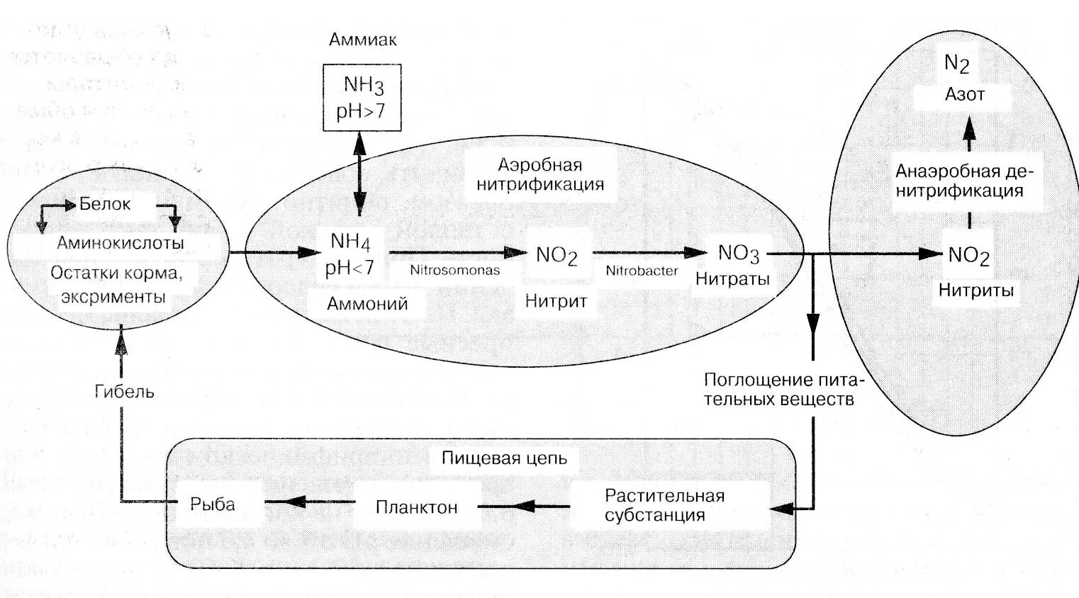 Конечным продуктом нитрификации являются
