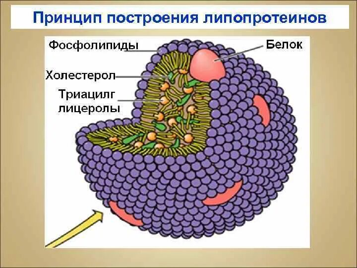 Нарушение обмена липопротеидов. Липопротеины структура. Липопротеин структура. Структура липопротеидов. Строение липопротеидов биохимия.