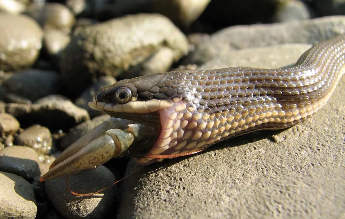 Водяная змейка. Восточная свиноносая змея. Водяной уж (Natrix tessellata). Королевский водяной уж. Змея шахматная гадюка.