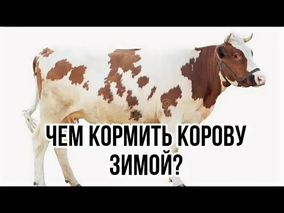 Содержание коровы зимой. Содержание коровы зимой