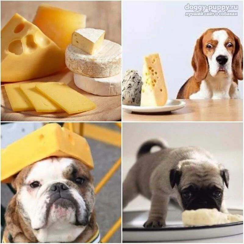 Можно давать сыр щенку. Можно давать сыр щенку. Можно давать сыр щенку. Собака и сыр. Собачий сыр.