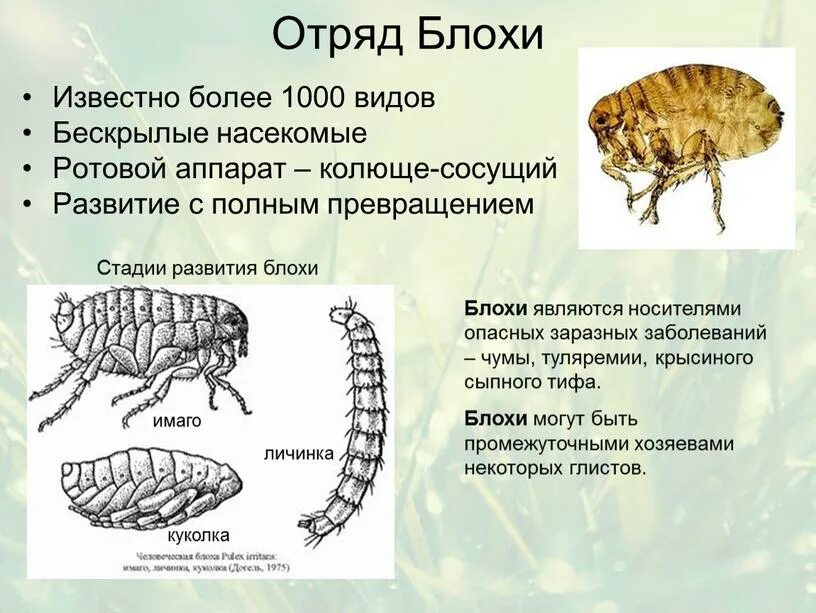 Какой тип метаморфоза характерен для человеческой блохи. Отряд блохи общая характеристика. Специфические переносчики отряда "блохи". Блоха Тип класс отряд. Характеристика отряда блохи.