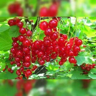 Саженцы красной смородины