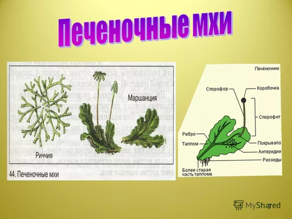 Отдел мхи примеры растений. Печеночные мхи строение. Строение мха риччия. Риччия и маршанция. Печеночник маршанция строение.