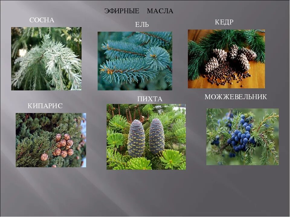 4 примера хвойных растений
