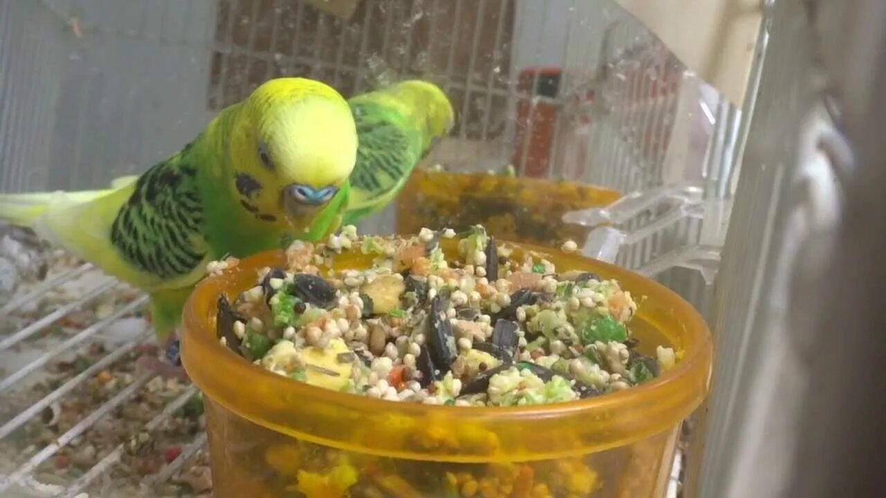 Можно ли попугаю вареную кукурузу. Каши для попугаев волнистых. крупы для попугаев волнистых. каша попугаю волнистому. каша для попугаев корелла.