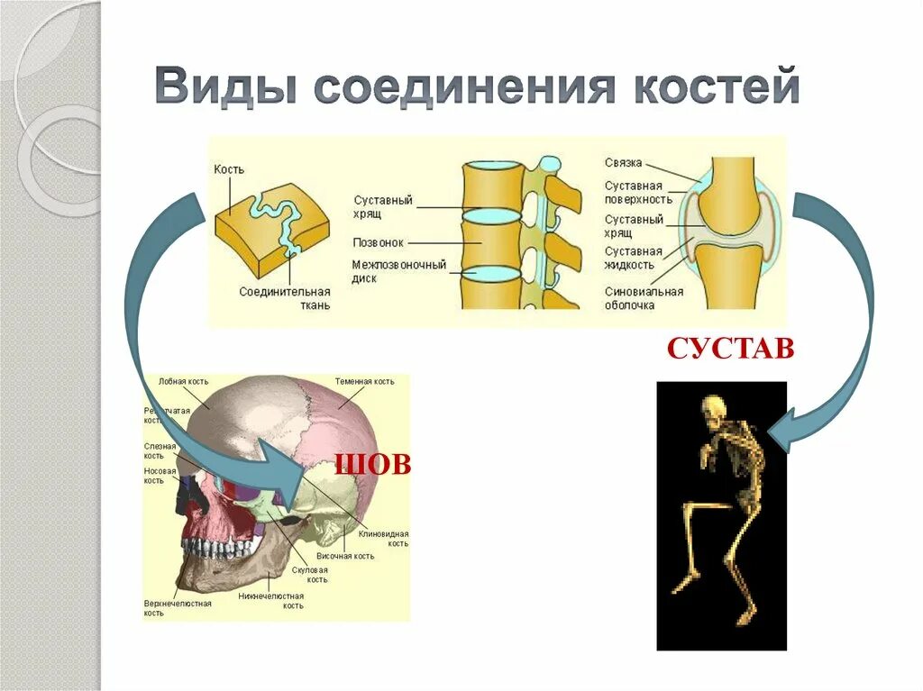 Строение состав и типы соединения костей. Соединение костей 8 класс биология. Строение состав и соединение костей. Строение скелета типы соединения костей. На уроке биологии костя