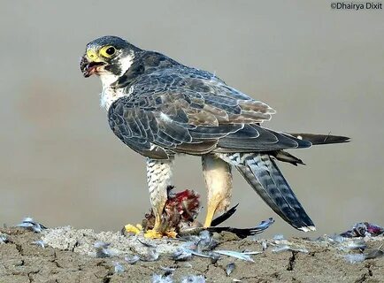 Falcon fruit