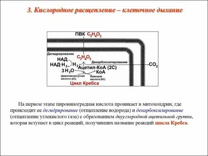 Последовательность энергетического обмена образование пировиноградной кислоты