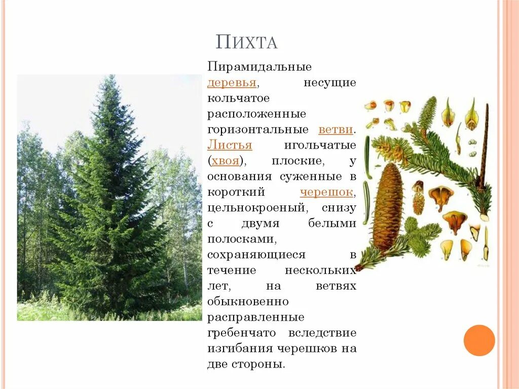 Сколько лет живет пихта. Пихта сибирская дерево. пихта названиями и сорта описанием. пихта уральская описание. пихта 5 лет высота.