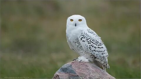 Совы северной америки
