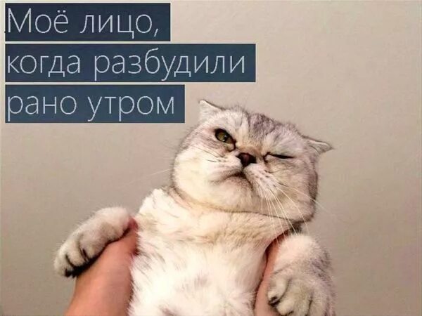 Разбуди утром песней. Недовольный утренний кот. С добрым утром недовольный кот. Разбудили рано утром. Меня разбудили рано утром прикол.