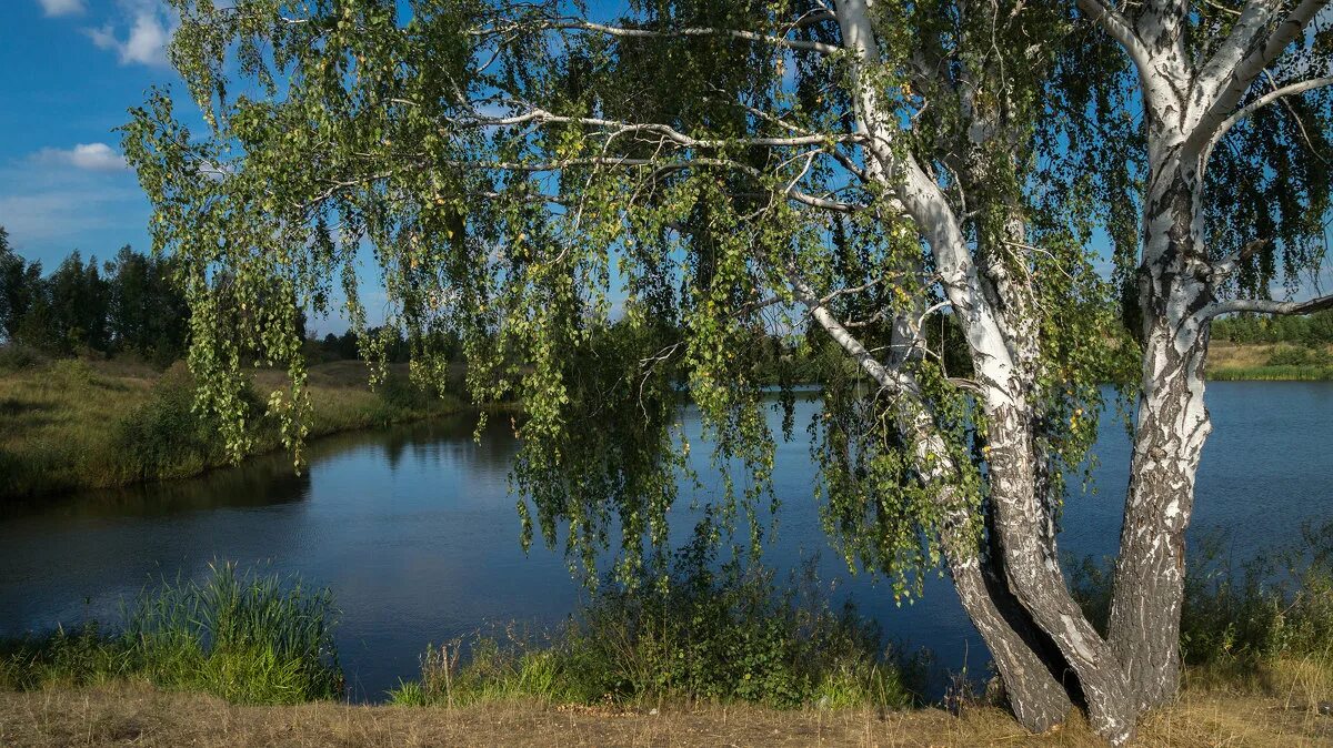 Березки на дону. Святая береза Новосибирская область. Шувое белая береза. Берёза серебристая Сибирь. Тальник дерево Сибирь.