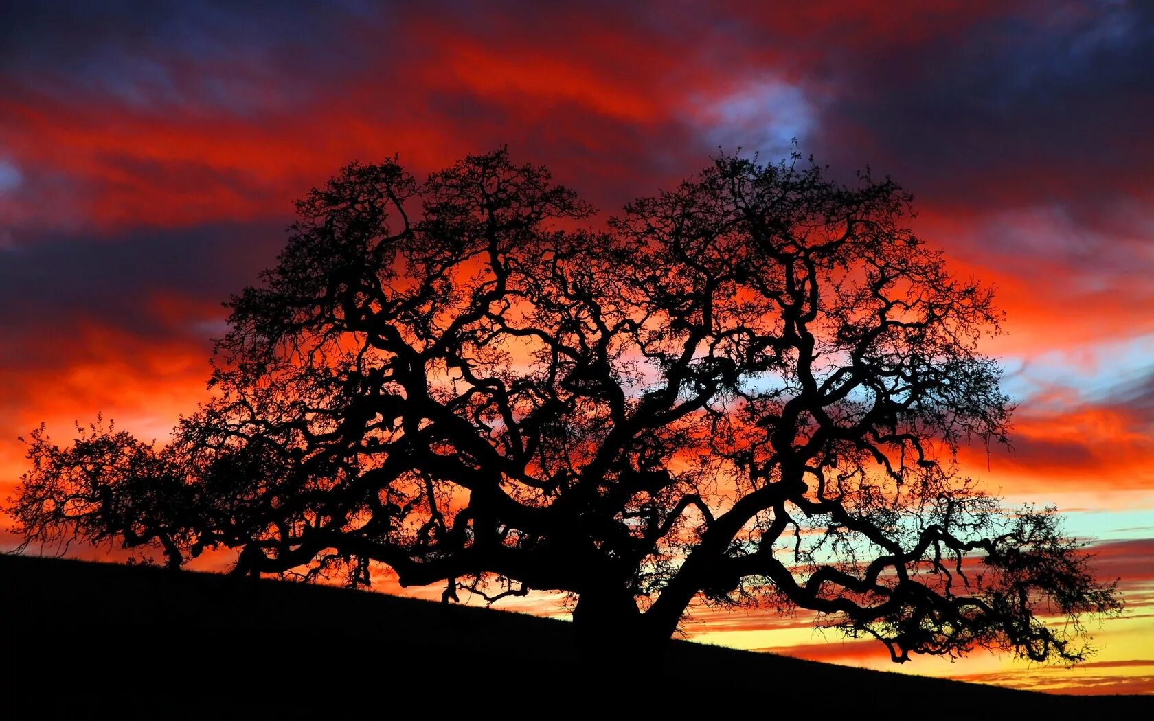 Сон красивые деревья. Красивое дерево. Дерево на закате. Ветвистое дерево. Красное дерево фон.
