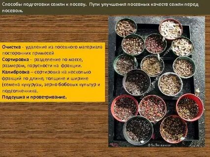 Посев определение