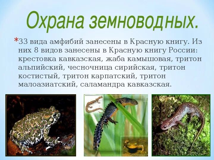 Урок многообразие земноводных. Земноводные красной книги. Многообразие и значение земноводных. Меры охраны земноводных. Сообщение охраняемые земноводные.
