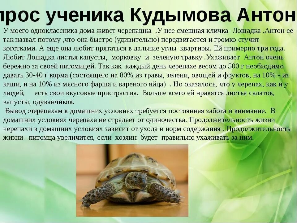 Продолжительность жизни черепахи. Продолжительность жизнчерепахи н. Продолжительность жизни черепахи сухопутной. Продолжительность жизни черепахи в домашних условиях. Черепахи живут 300