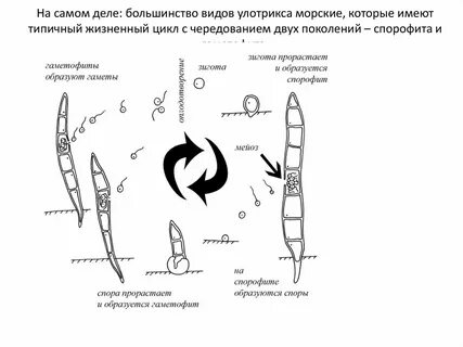 Гаметофит улотрикса это
