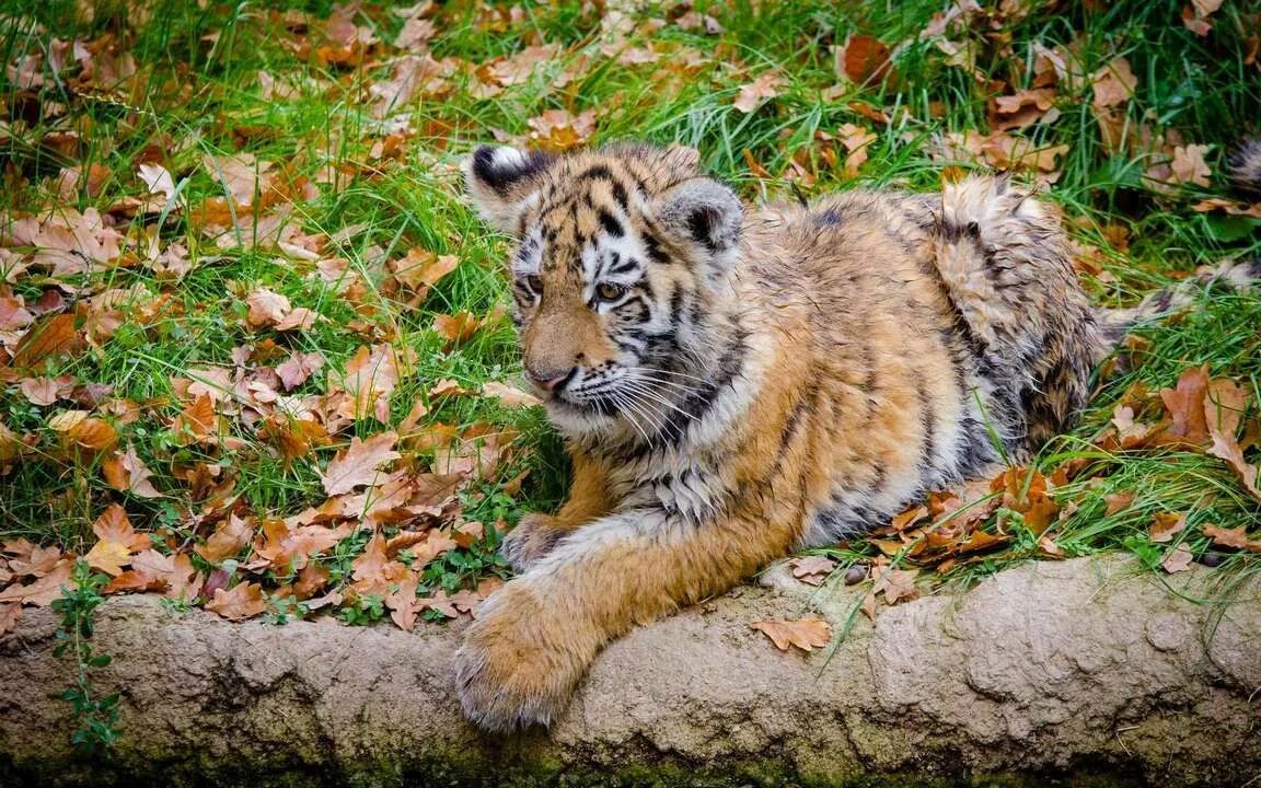 Картинки животных амурской области Краевой зоосад "Приамурский" отметил 10-летие