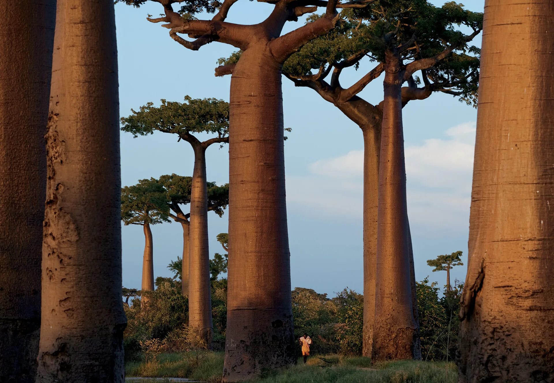 Ба баб. Мадагаскар дерево баобаб Мадагаскар. Баобаб (Адансония пальчатая. Мадагаскарский баобаб дерево. Баобаб в Африке.