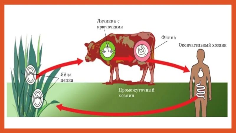 Аскарида человеческая основной и промежуточный хозяин. Аскарида жизненный цикл промежуточный хозяин. Аскарида основной хозяин и промежуточный хозяин. Цикл развития бычьего аскариды. Аскарида основной и промежуточный.