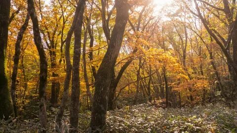 Autumn, autumn leaves, wood photography. 