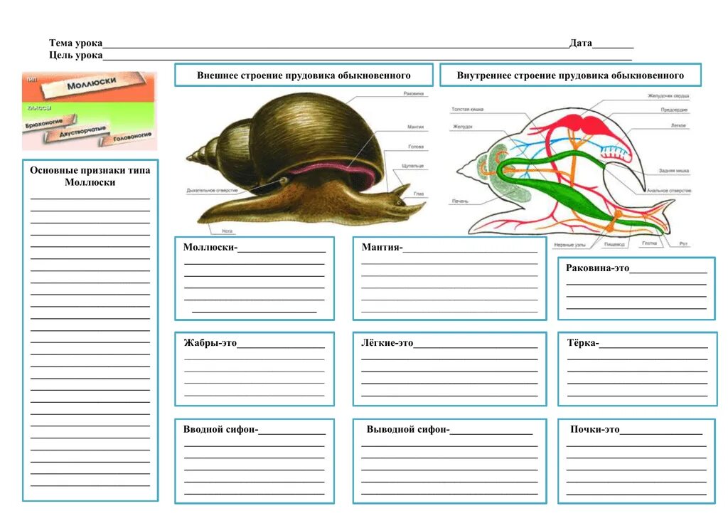 Внутреннее строение обыкновенного прудовика. Тест по теме Тип моллюски. Задания по теме моллюски. Тест биологии Тип моллюски. Признаки характерные для прудовика