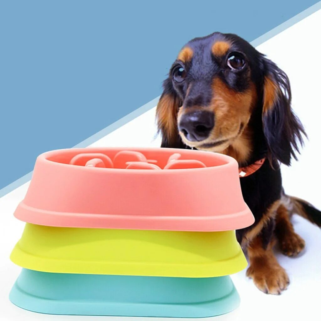 Меню кормления таксы. Щенок с пустой миской. Таксы еда дзен. Что едят собаки таксы. Такса блюдо.