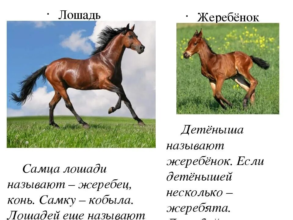 Прочитайте диалог жеребенок дай