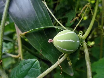 Wild fruits