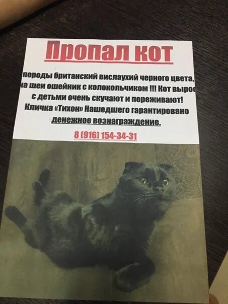 Потеряли кошку объявления. Потеряли кошку объявления