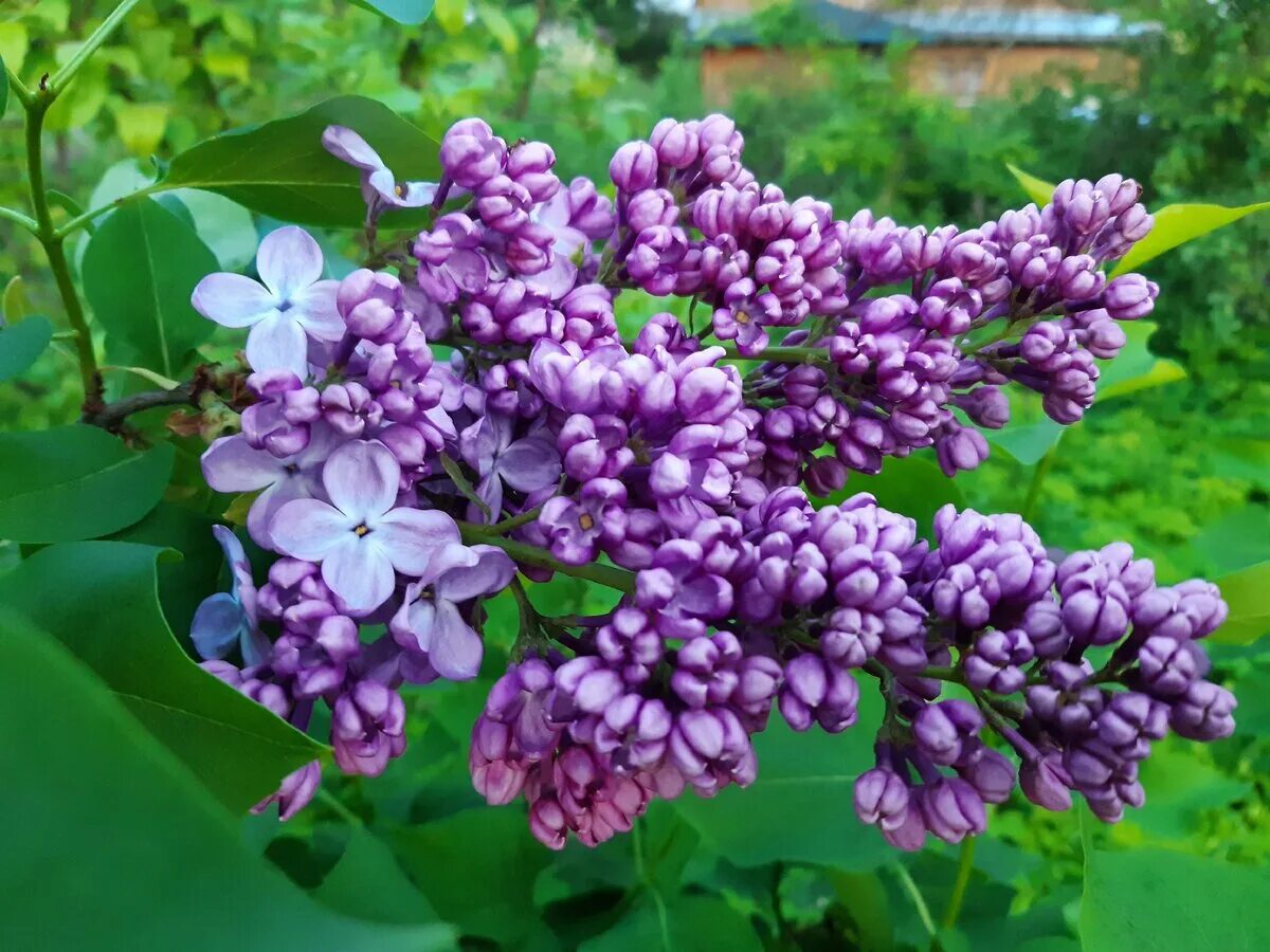 Сирень мулатка фото. Сирень Syringa vulgaris. Сирень Дрезден Чайна.