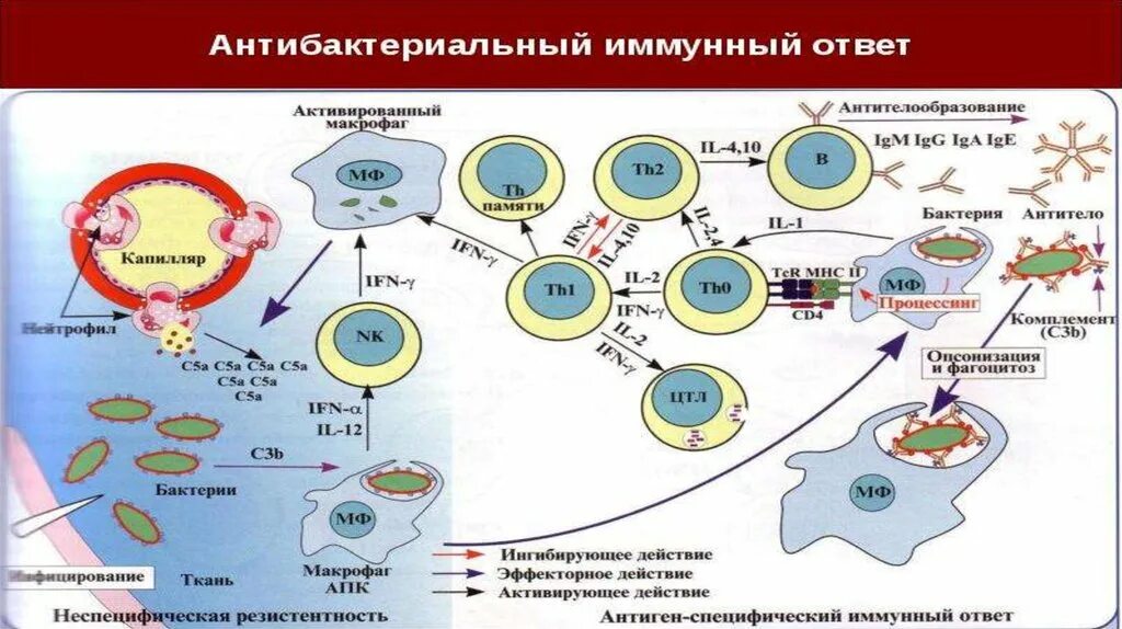 Компоненты гуморального иммунитета схема. Клеточный и гуморальный иммунитет. Клетки эффекторы гуморального иммунитета. Гуморальный иммунитет обеспечивают клетки соединительной ткани.