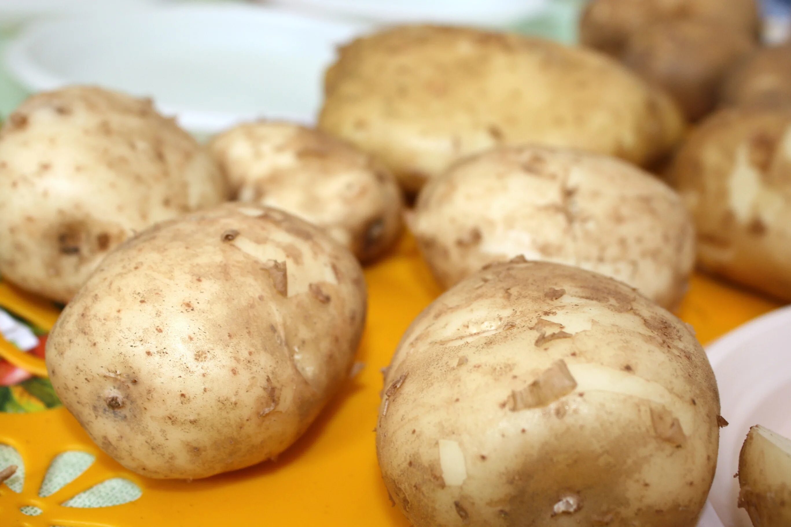 Сорт картофеля Синеглазка. Сорт картофеля Сокур.