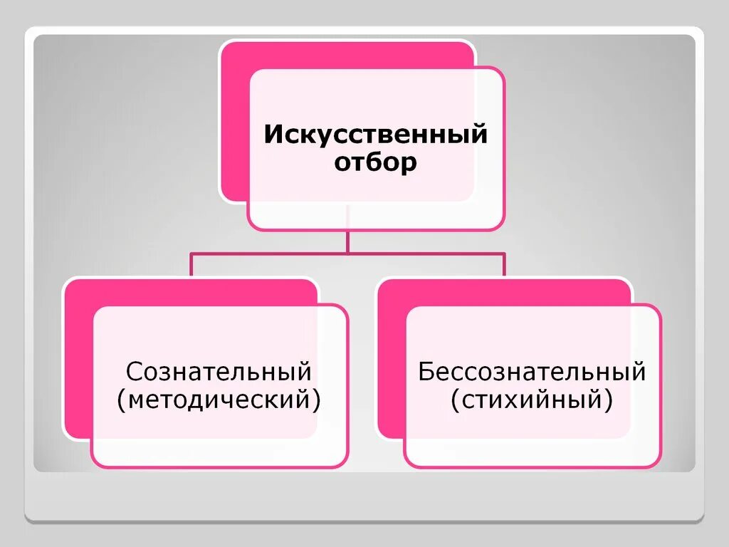 Искусственный отбор. Искусственный отбор сознательный и бессознательный. Бессознательный и методический отбор. Методический искусственный отбор.