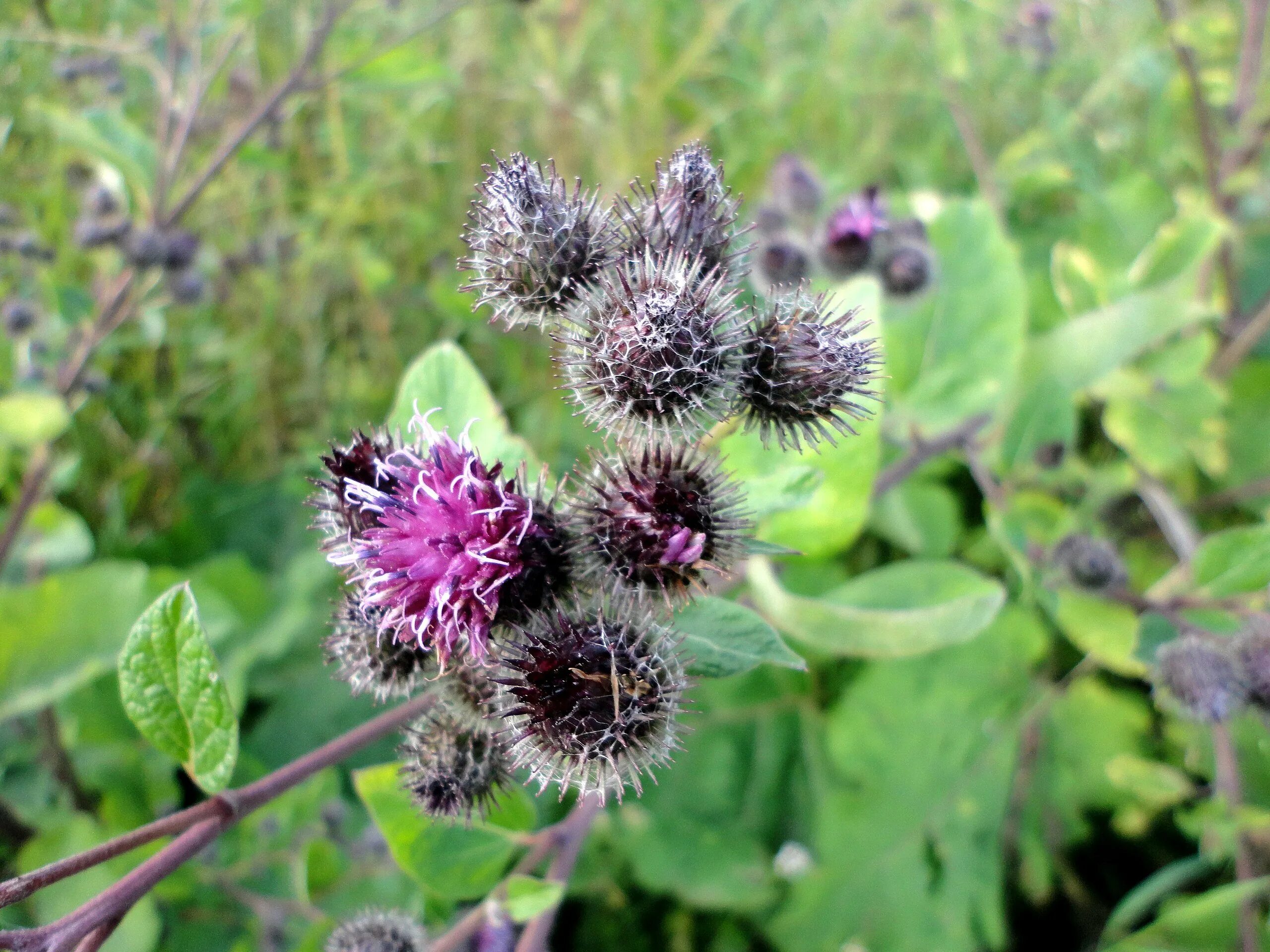Как убрать репейник. Лопух большой arctium lappa. репейник lappa. репейник луговой. степной репейник.