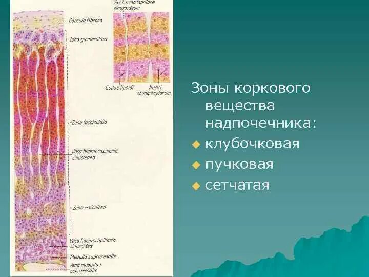 Сетчатая зона. Корковое вещество надпочечников гистология. Пучковая и клубочковая зона надпочечников. Эндокриноциты надпочечников. Клубочковая зона надпочечников.