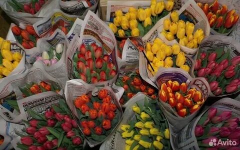 Сколько стоят тюльпаны в пятерочке