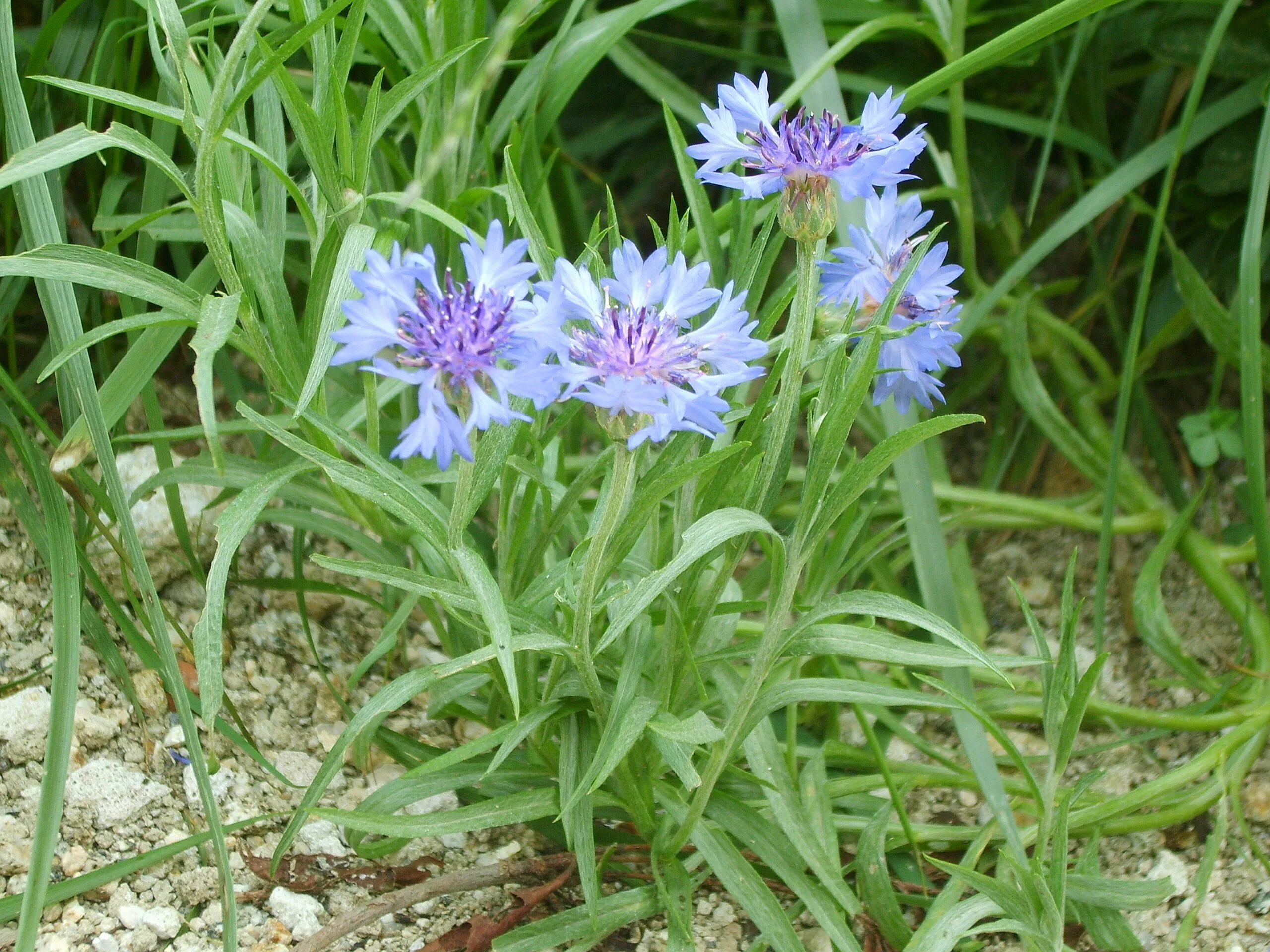Василек синий Centaurea cyanus l.. Василёк синий (centaureacyanus). Василек синий семена. Цветы Василек однолетки.